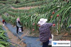 （乡村行·看振兴）广西宁明县：“小火车”进果